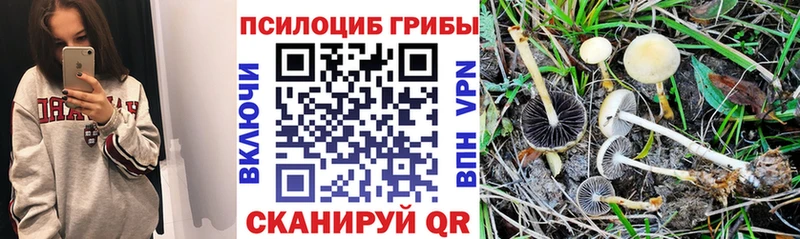 Псилоцибиновые грибы Psilocybe Светлоград