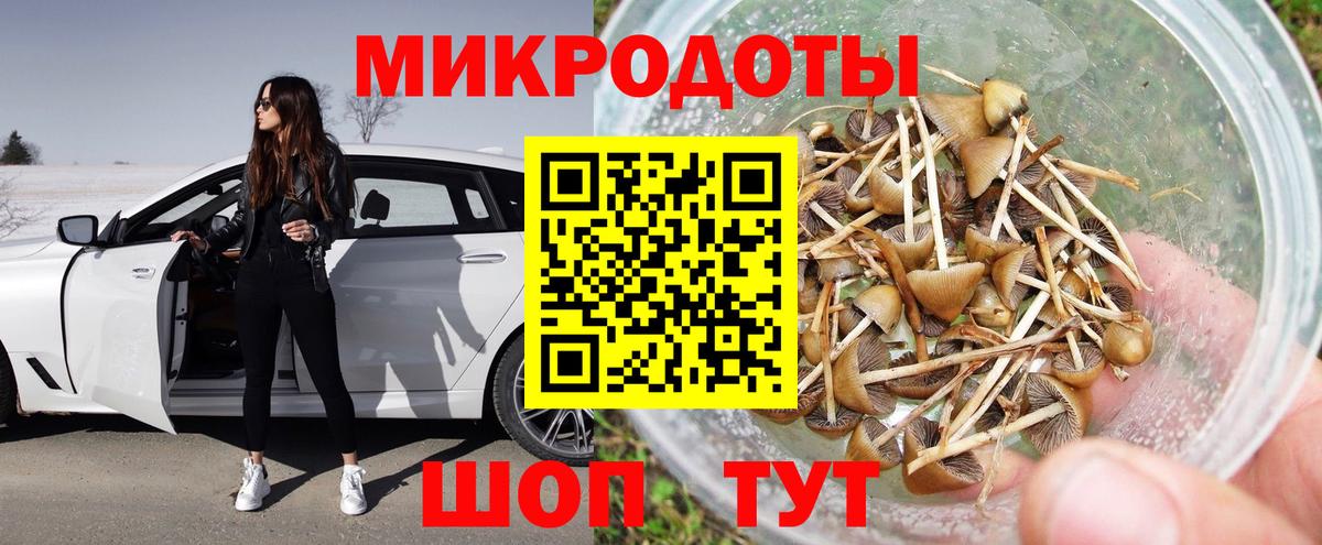 Псилоцибиновые грибы Psilocybe Светлоград