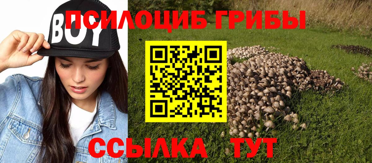 Галлюциногенные грибы мухоморы  Светлоград  Галлюциногенные грибы Psilocybine cubensis 